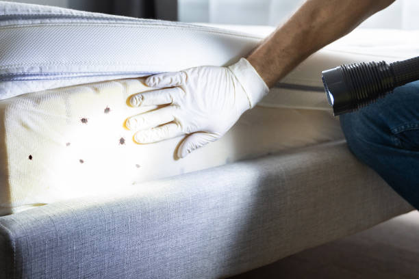 Best Affordable Pest Control Services  in Chadwicks, NY